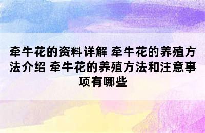 牵牛花的资料详解 牵牛花的养殖方法介绍 牵牛花的养殖方法和注意事项有哪些